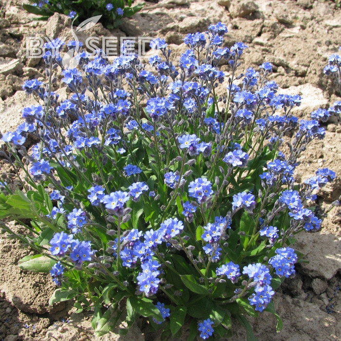 Myosotis nain Ultramarine