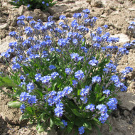 Myosotis nain Ultramarine