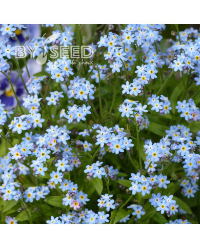 Myosotis nain Victoria azurea