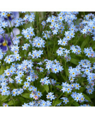 Myosotis nain Ultramarine