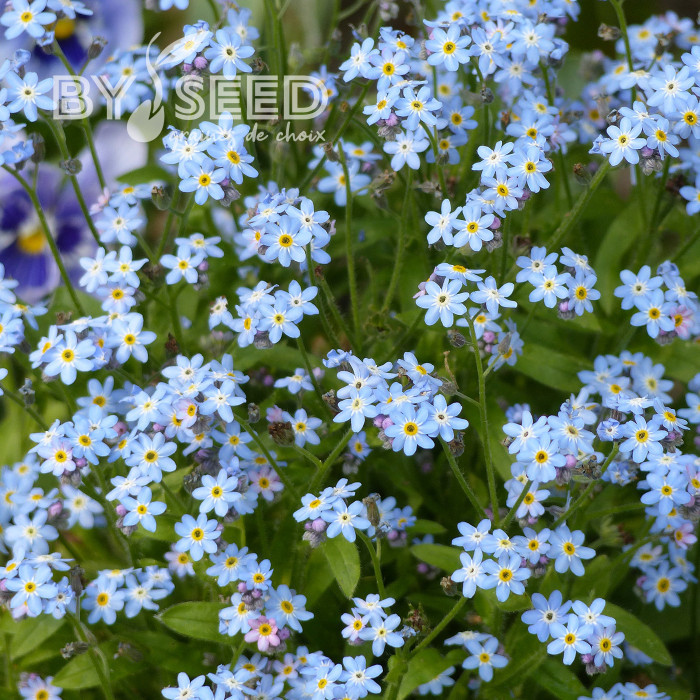 Myosotis nain Victoria azurea