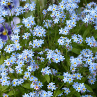 Myosotis nain Victoria azurea