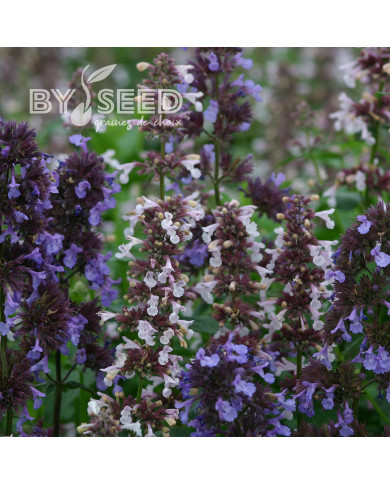 Nepeta grandiflora Border Ballet