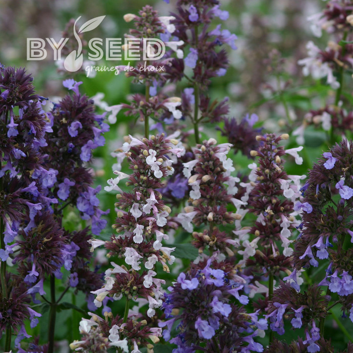 Nepeta grandiflora Border Ballet