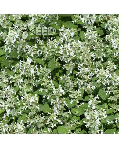 Nepeta racemosa (mussinii) Blanc
