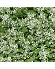 Nepeta grandiflora Border Ballet