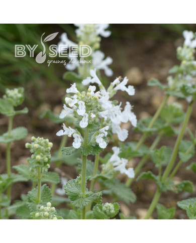 Nepeta racemosa (mussinii) Blanc