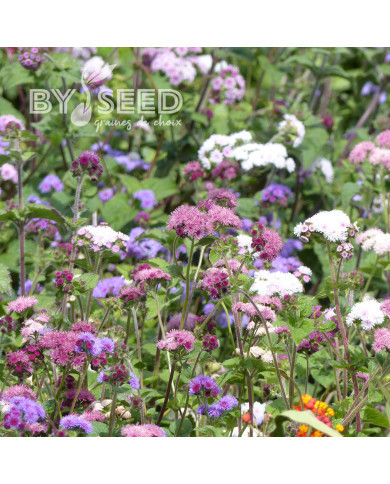 Agératum haut Timeless Mix