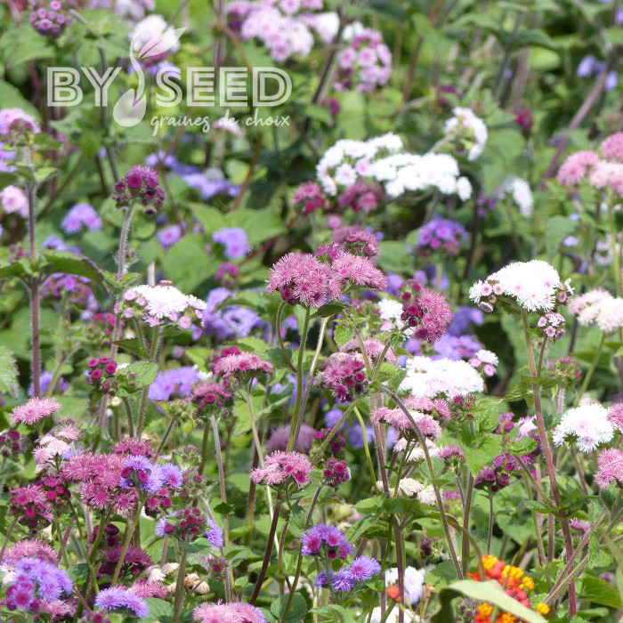 Agératum haut Timeless Mix