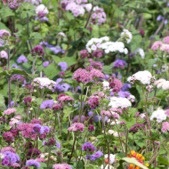 Agératum haut Timeless Mix