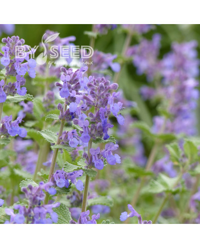 Nepeta racemosa (mussinii) Bleu