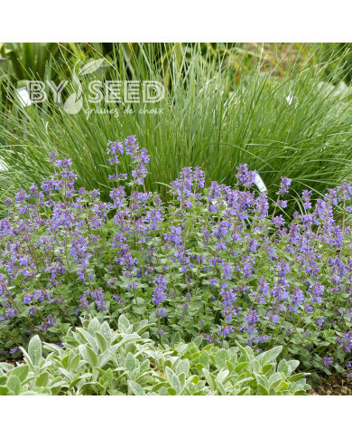 Nepeta racemosa (mussinii) Bleu