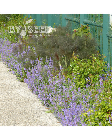 Nepeta racemosa (mussinii) Bleu
