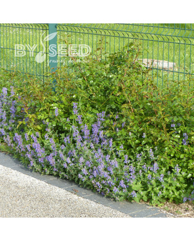 Nepeta racemosa (mussinii) Bleu