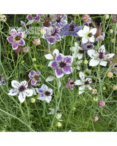 Nigelle d'Espagne Delft Blue