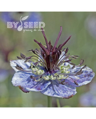 Nigelle d'Espagne Delft Blue