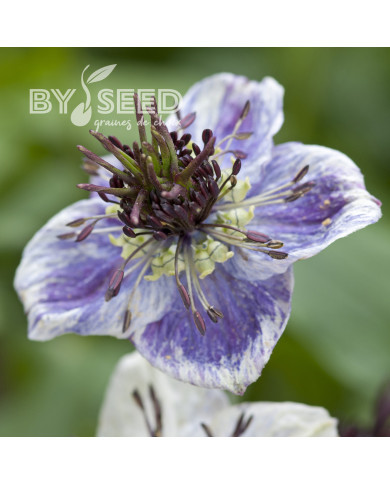 Nigelle d'Espagne Delft Blue