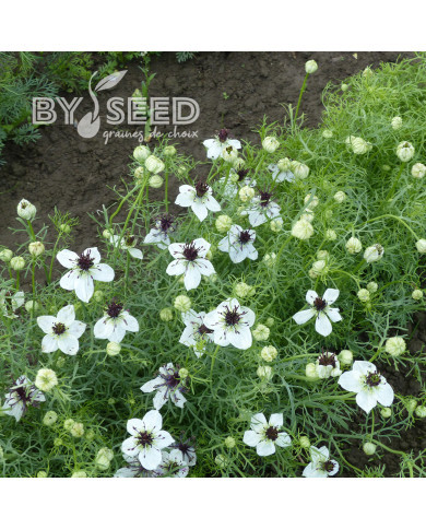 Nigelle d'Espagne Eclipse