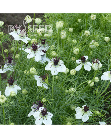Nigelle d'Espagne Eclipse