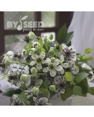 Nigelle d'Espagne Eclipse