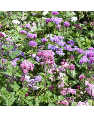 Agératum haut Timeless Mix