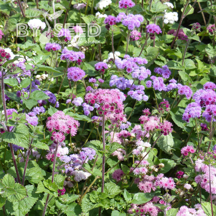 Agératum haut Timeless Mix