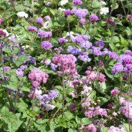 Agératum haut Timeless Mix