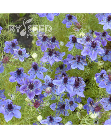 Nigelle d'Espagne Midnight