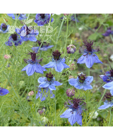 Nigelle d'Espagne Midnight