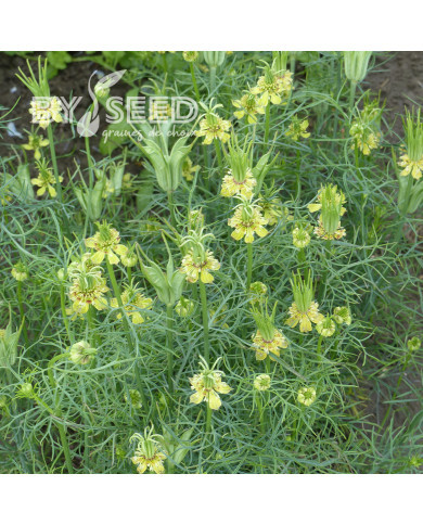 Nigelle d'Orient Transformer