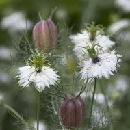 Nigelle de Damas Blanche à capsule rouge - Albion Black Pod