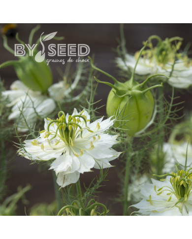 Nigelle de Damas Blanche à capsule verte - Albion Green Pod