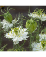 Nigelle de Damas Blanche à capsule rouge - Albion Black Pod