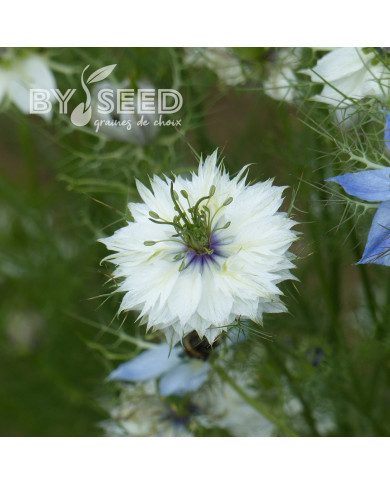 Nigelle de Damas Miss Jekyll Alba