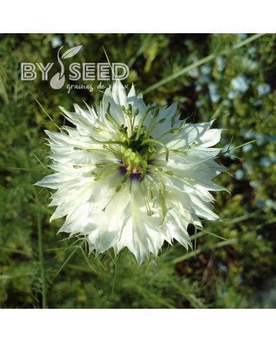 Nigelle de Damas Miss Jekyll Alba