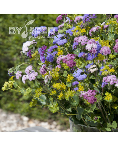 Agératum haut Timeless Mix