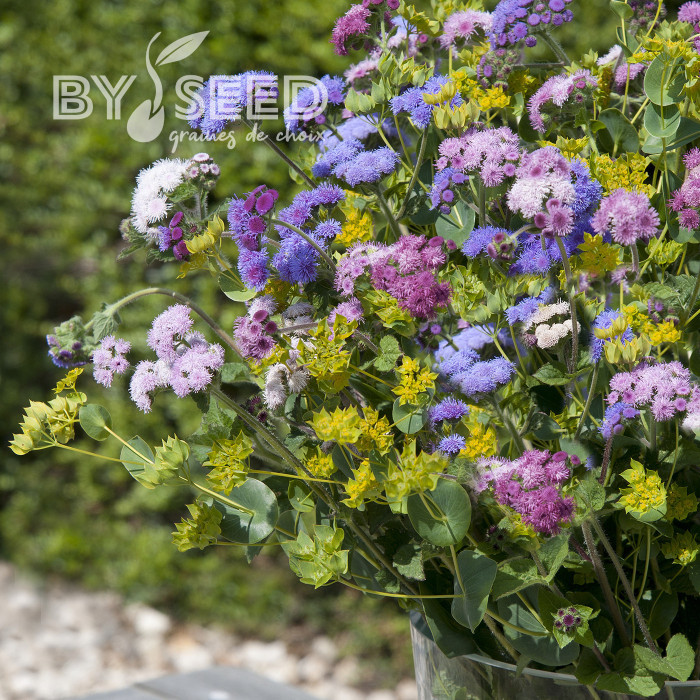 Agératum haut Timeless Mix