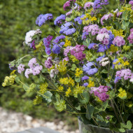 Agératum haut Timeless Mix