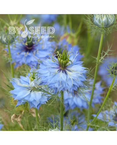 Nigelle de Damas Miss Jekyll Sky Blue