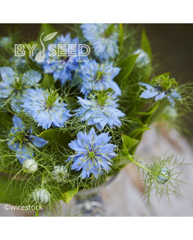 Nigelle de Damas Miss Jekyll Sky Blue