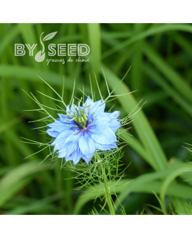 Nigelle de Damas Miss Jekyll Sky Blue