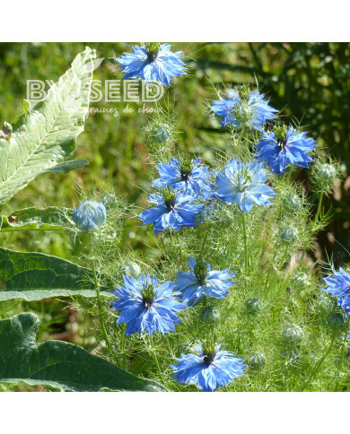 Nigelle de Damas Miss Jekyll Sky Blue