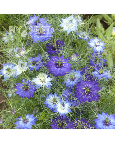 Nigelle de Damas Moody Blues