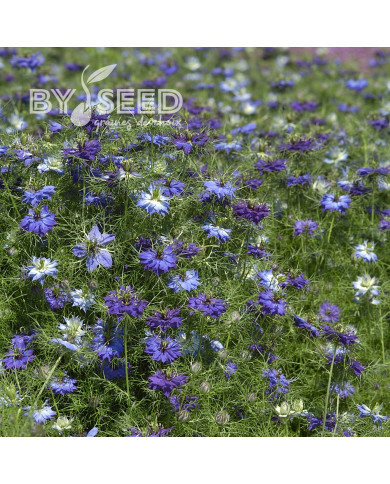 Nigelle de Damas Moody Blues
