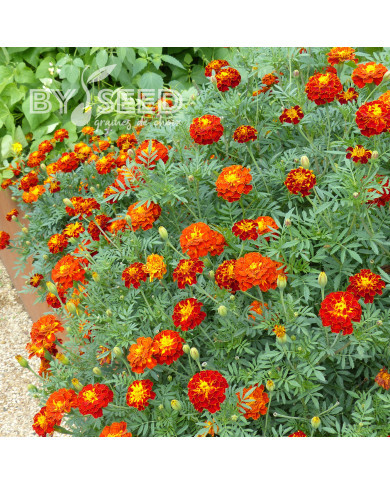 Œillet d'Inde (triploïde) Konstance