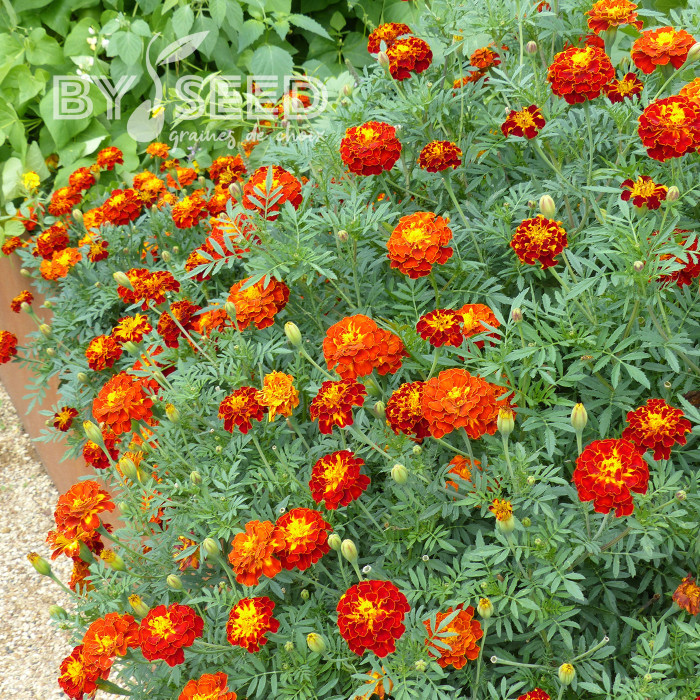 Œillet d'Inde (triploïde) Konstance