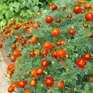 Œillet d'Inde (triploïde) Konstance