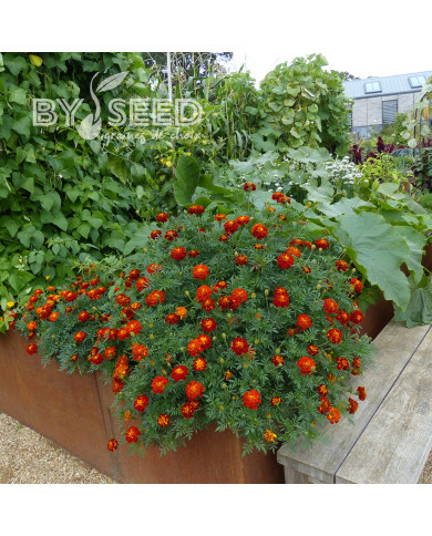 Œillet d'Inde (triploïde) Konstance