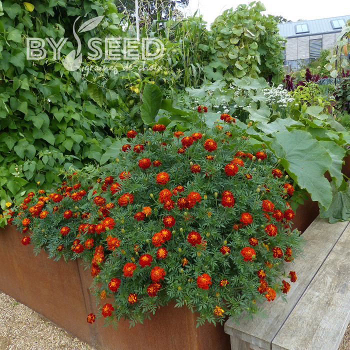 Œillet d'Inde (triploïde) Konstance