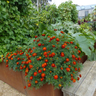 Œillet d'Inde (triploïde) Konstance